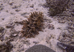 Thelenota ananas