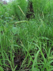 Carex sylvatica