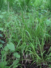 Carex sylvatica
