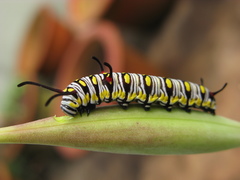 Danaus chrysippus
