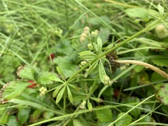 Galium aparine