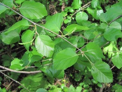 Betula pubescens