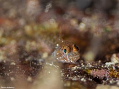 Vanneaugobius canariensis