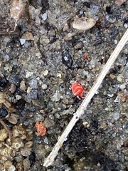 Trombidium auroraense