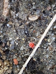 Trombidium auroraense