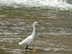 Egretta thula