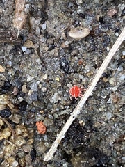 Trombidium auroraense