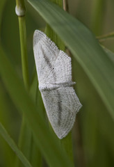 Scopula emutaria