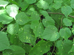 Tilia begoniifolia