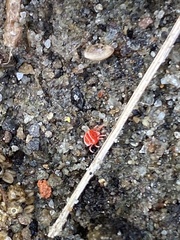 Trombidium auroraense