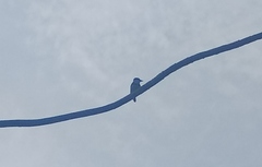 Notharchus swainsoni