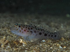 Thorogobius ephippiatus