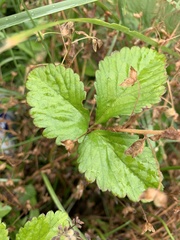 Potentilla indica