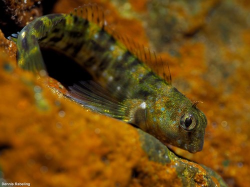 Montagu's Blenny