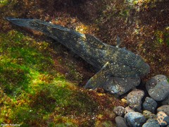 Mauligobius maderensis