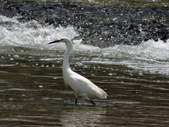Egretta thula