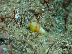 Gibberula secreta