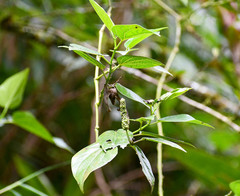 Piperales