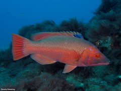 Bodianus scrofa