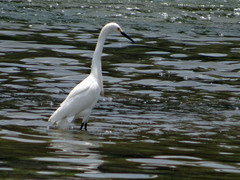 Egretta thula