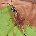 Mesostenus thoracicus - Photo (c) skitterbug, algunos derechos reservados (CC BY), subido por skitterbug