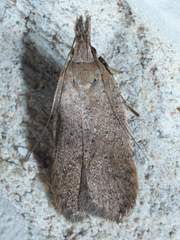 Dichomeris ventrellus