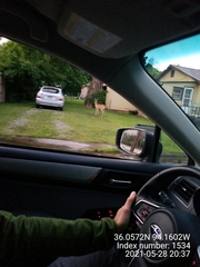 Odocoileus virginianus