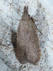 Dichomeris ventrellus