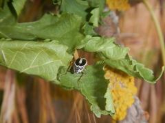 Phyllodromica marginata