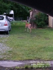 Odocoileus virginianus