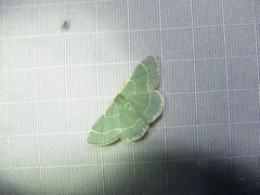 Chlorochlamys phyllinaria