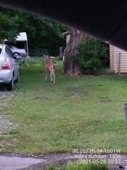 Odocoileus virginianus