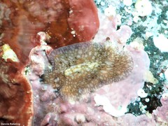 Pericelis cata
