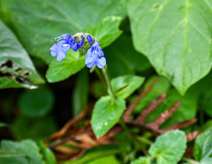 Salvia scutellarioides