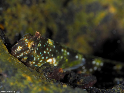 Montagu's Blenny