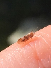 Cacopsylla fulguralis