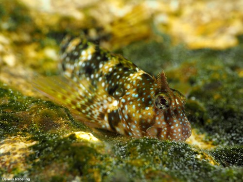 Montagu's Blenny, photo 6 of 9