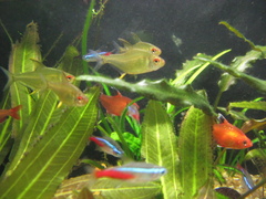 Hyphessobrycon pulchripinnis