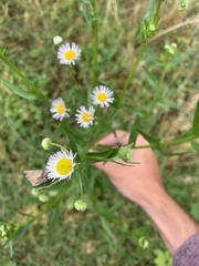 Erigeron
