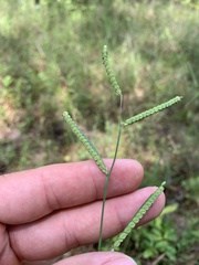 Paspalum praecox