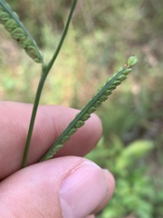 Paspalum praecox