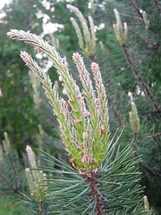 Pinus sibirica