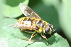 Myathropa florea