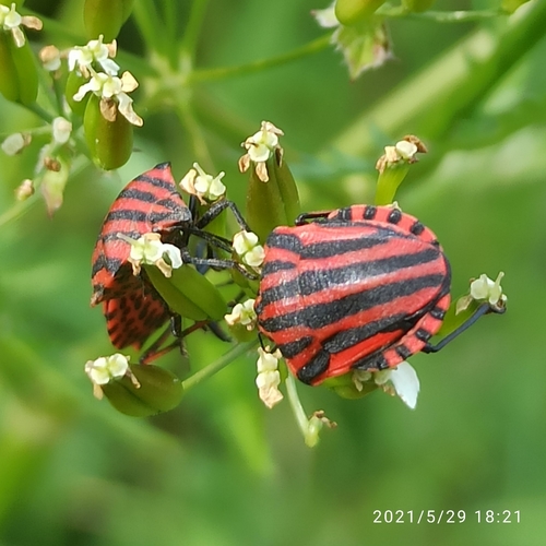 Graphosoma italicum italicum