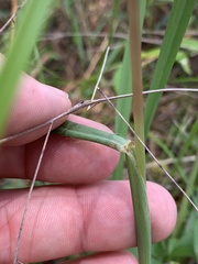 Paspalum praecox