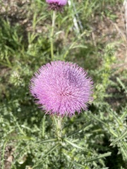 Cirsium pumilum