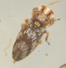 Ulopa reticulata