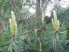 Pinus sibirica