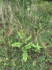 Robinia pseudoacacia