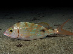 Pagellus erythrinus